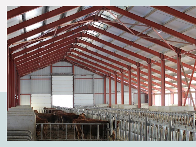 Строительство коровников в Кольчугино