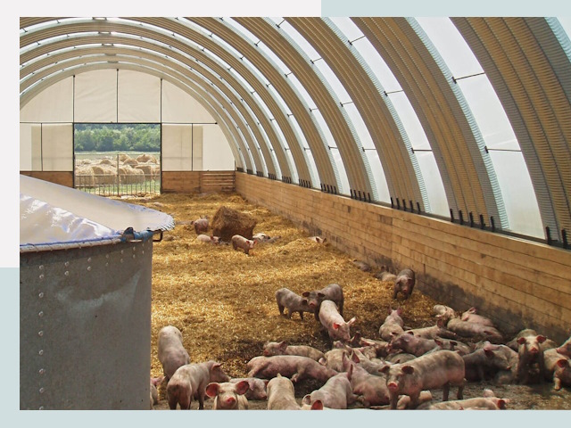 Строительство свинарников в Кольчугино