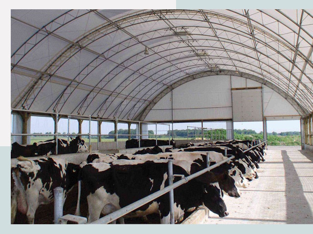 Тентовые коровники в Кольчугино